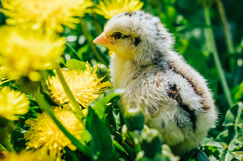 lille kylling blandt gule blomster